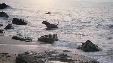 有趣的狗在海里游泳，在石头之间的波浪上玩耍。 慢动作。 <strong>1920</strong>x1080